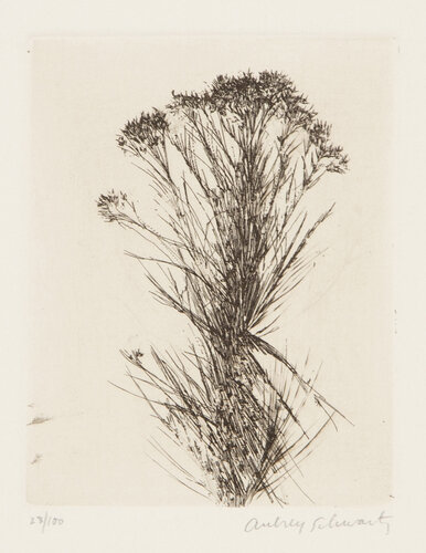 Wild Flowers III di Aubrey Schwartz, Stampa in vendita su Singulart