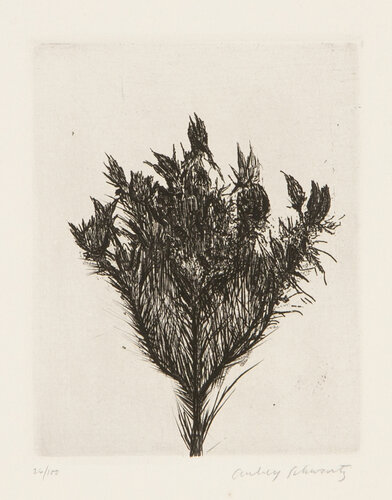 Wild Flowers IV van Aubrey Schwartz, Afdruk te koop op Singulart