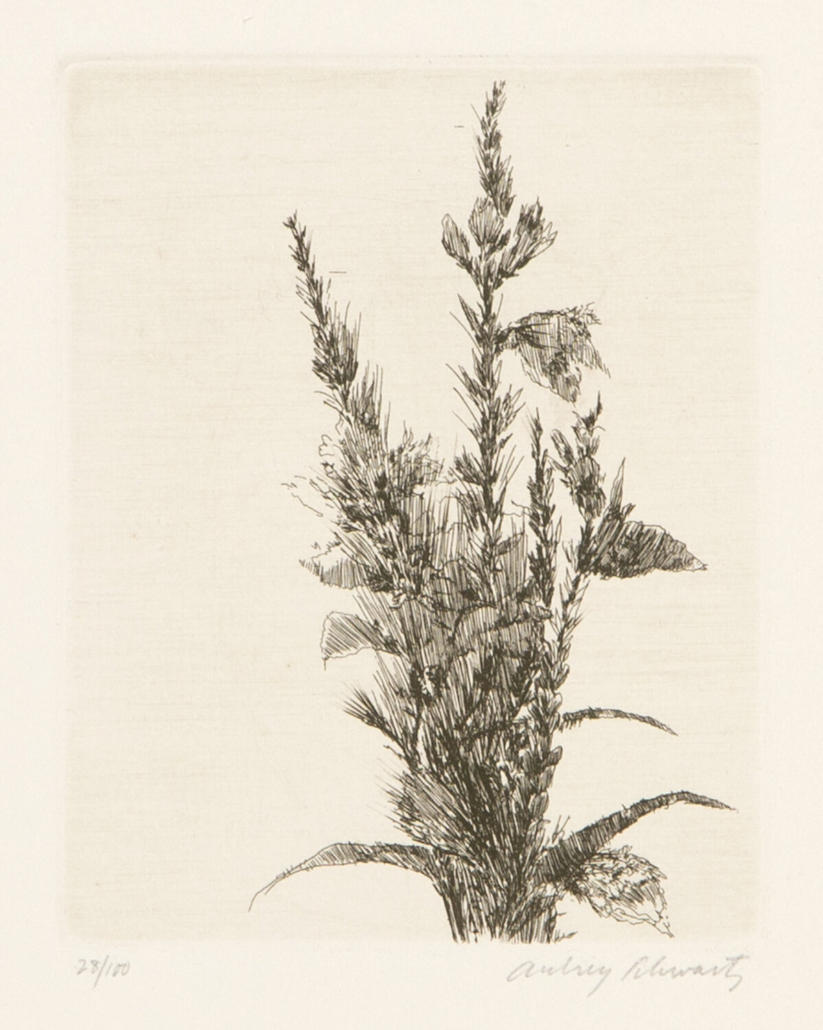 Wild Flowers I Aubrey Schwartz