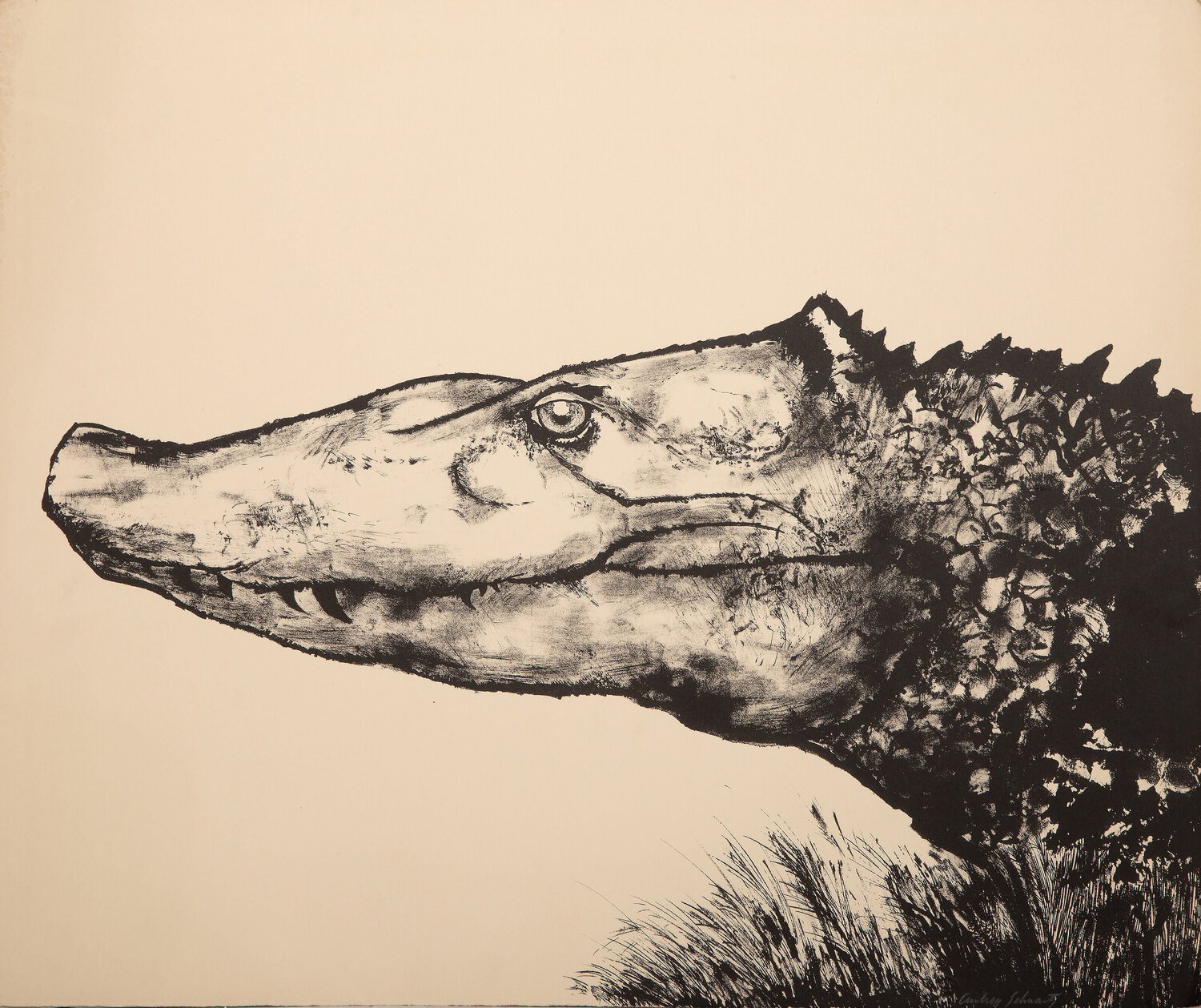 Alligator Aubrey Schwartz