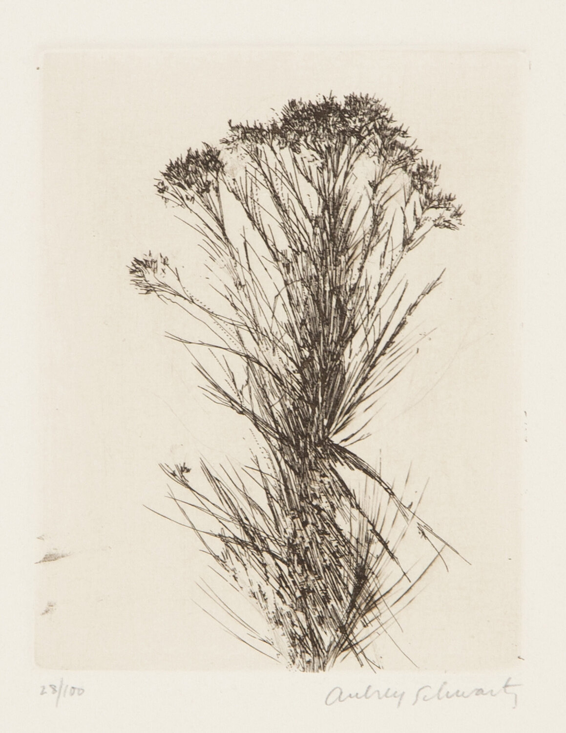 Wild Flowers III Aubrey Schwartz