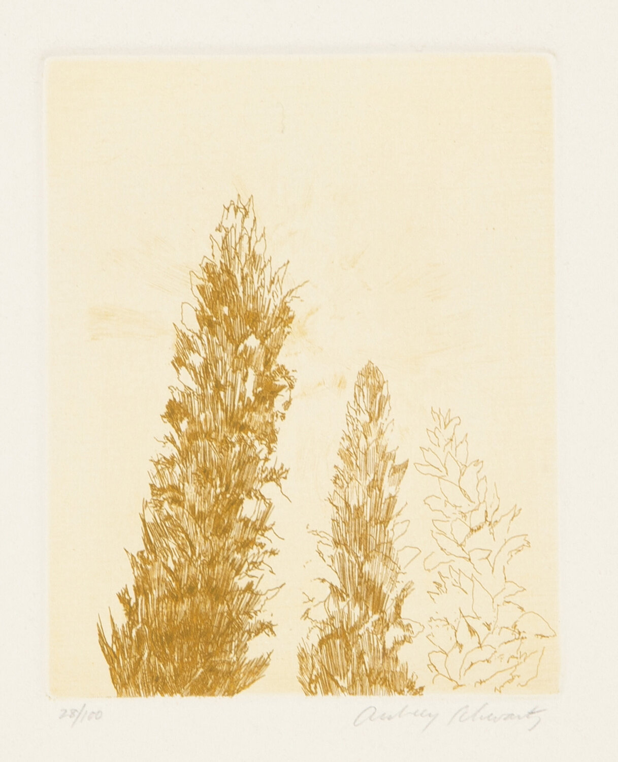 Wild Flowers V Aubrey Schwartz