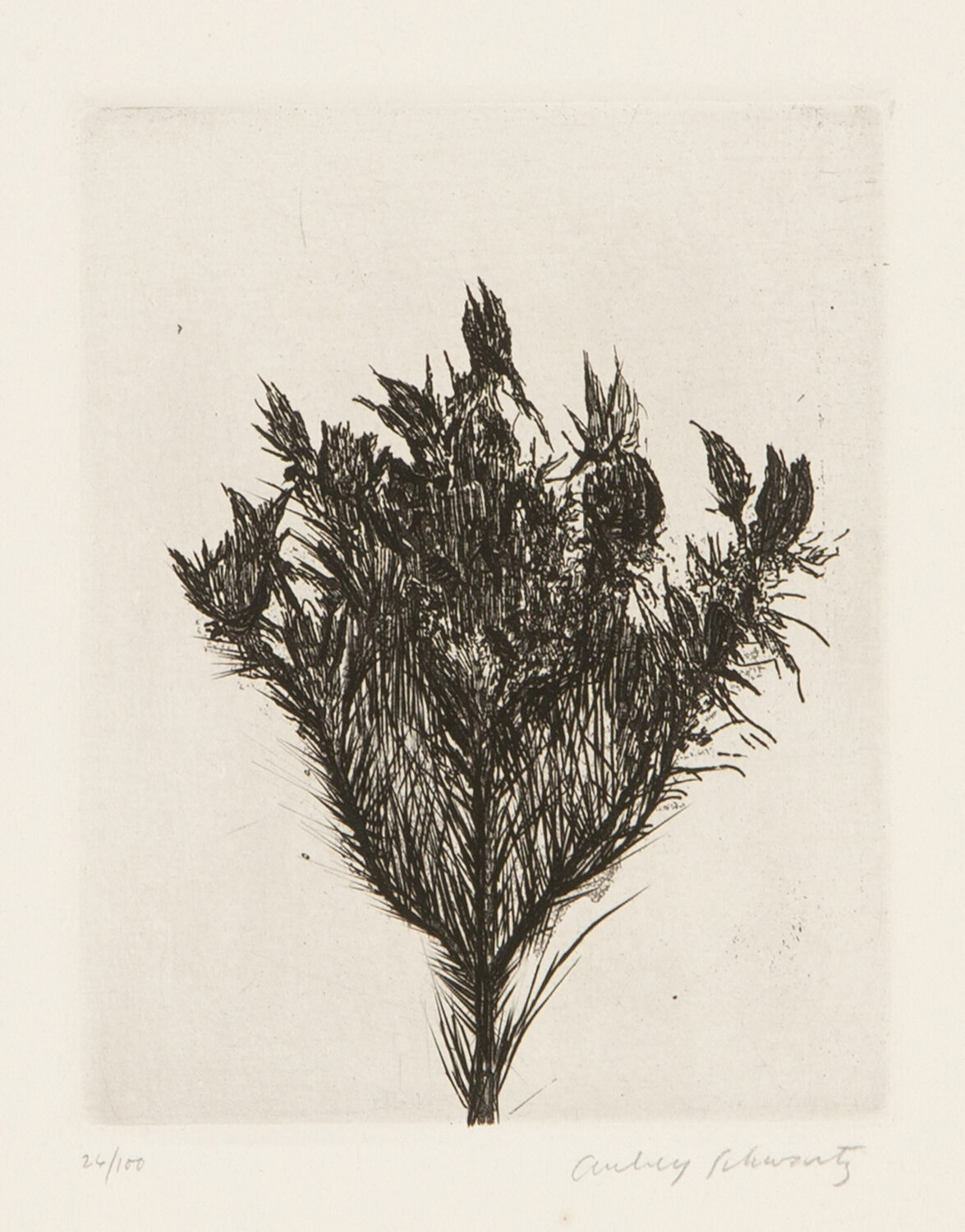 Wild Flowers IV Aubrey Schwartz