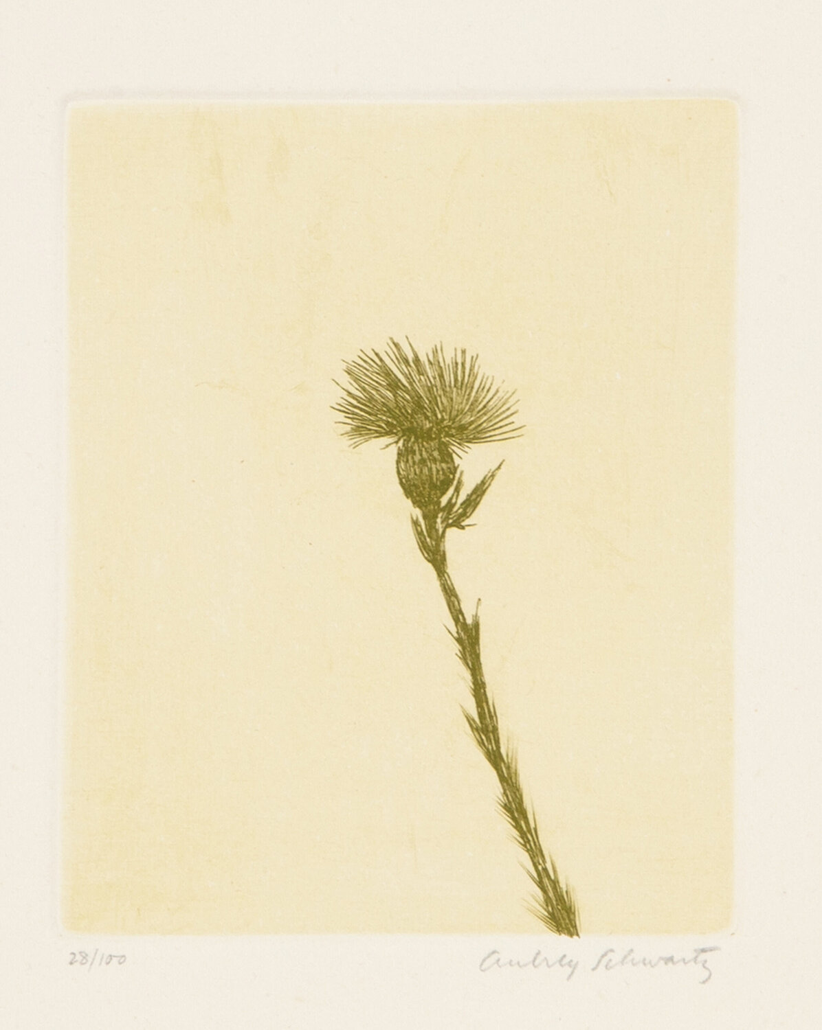 Wild Flowers VII Aubrey Schwartz