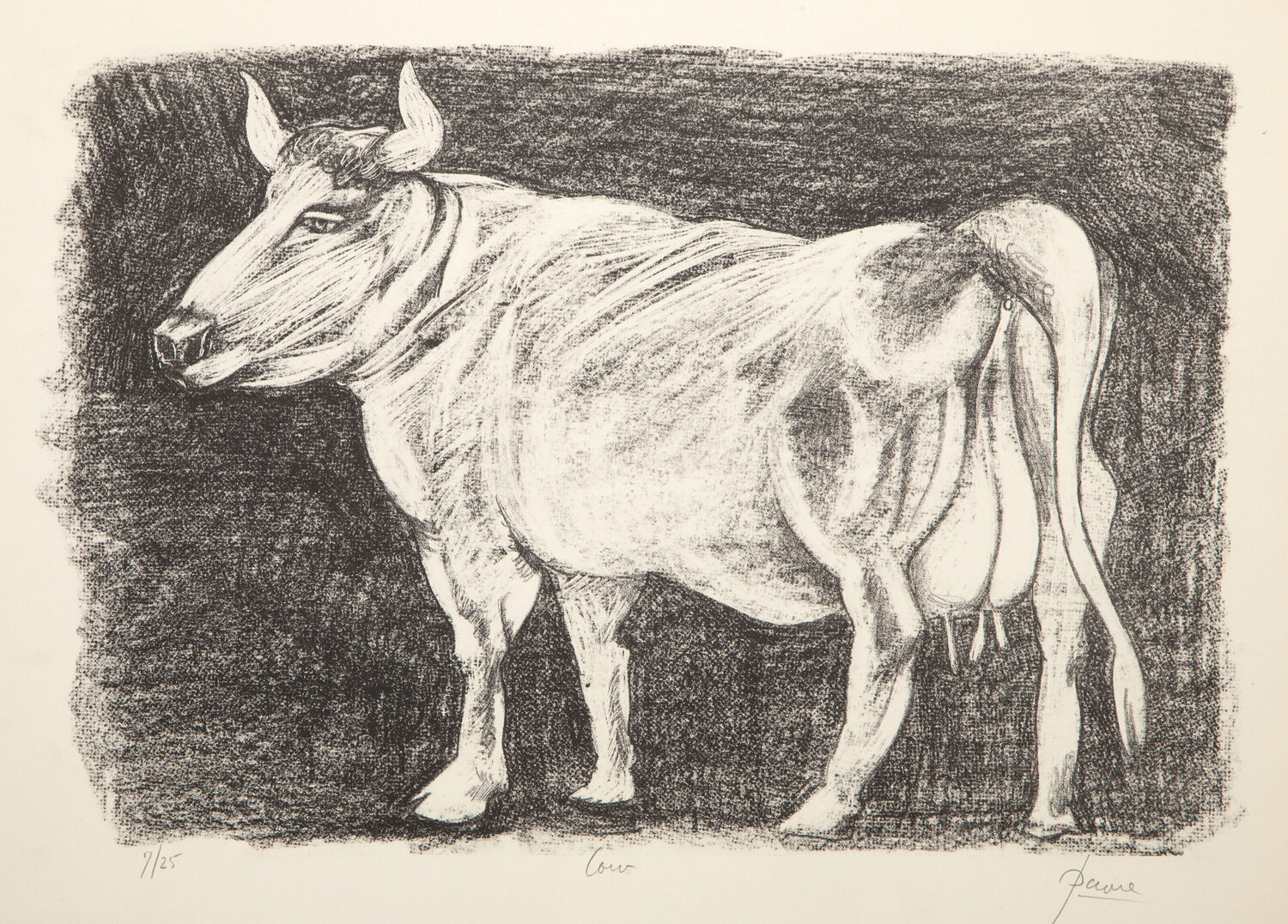 Cow Peter Paone