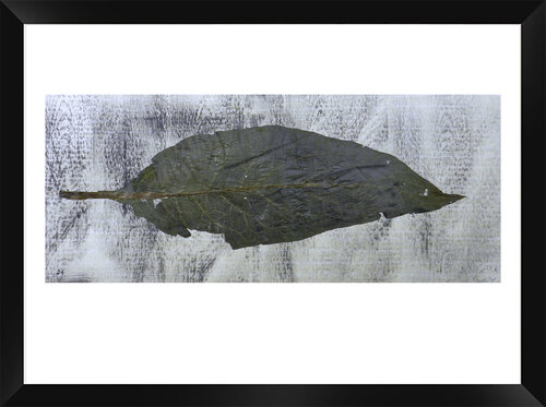 Indica de Alfredo YACHE, Pintura a la venta en Singulart