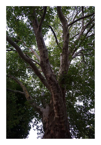 Beschützende Hand, Urheberrecht  Katharina Kretschmer, Bitte geben Sie die Größe an, die Sie für den Druck wünschen, danach richtet sich dann der endgültige Preis di Katharina Kretschmer, Fotografia in vendita su Singulart