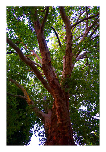 Beschützende Hand, Farbspielerei, Urheberrecht  Katharina Kretschmer, Bitte geben Sie die Größe an, die Sie für den Druck wünschen, danach richtet sich dann der endgültige Preis di Katharina Kretschmer, Fotografia in vendita su Singulart