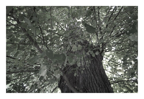 Blick in die Krone, schwarzweiß, Urheberrecht  Katharina Kretschmer, Bitte geben Sie die Größe an, die Sie für den Druck wünschen, danach richtet sich dann der endgültige Preis di Katharina Kretschmer, Fotografia in vendita su Singulart