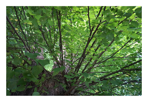 Blick in die Krone II, Urheberrecht  Katharina Kretschmer, Bitte geben Sie die Größe an, die Sie für den Druck wünschen, danach richtet sich dann der endgültige Preis von Katharina Kretschmer, Fotografie kaufen auf Singulart