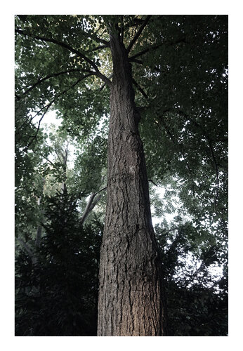 Blick in die Krone III, schwarzweiß, Urheberrecht  Katharina Kretschmer, Bitte geben Sie die Größe an, die Sie für den Druck wünschen, danach richtet sich dann der endgültige Preis di Katharina Kretschmer, Fotografia in vendita su Singulart