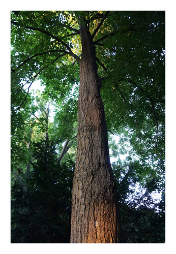 Blick in die Krone III, Urheberrecht  Katharina Kretschmer, Bitte geben Sie die Größe an, die Sie für den Druck wünschen, danach richtet sich dann der endgültige Preis par Katharina Kretschmer, Photographie en vente sur Singulart