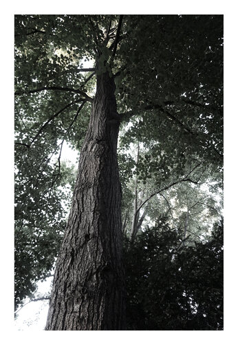 Blick in die Krone IV, schwarzweiß, Urheberrecht  Katharina Kretschmer, Bitte geben Sie die Größe an, die Sie für den Druck wünschen, danach richtet sich dann der endgültige Preis di Katharina Kretschmer, Fotografia in vendita su Singulart