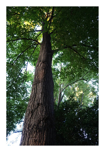 Blick in die Krone IV, Urheberrecht Katharina Kretschmer, Bitte geben Sie die Größe an, die Sie für den Druck wünschen, danach richtet sich dann der endgültige Preis von Katharina Kretschmer, Fotografie kaufen auf Singulart