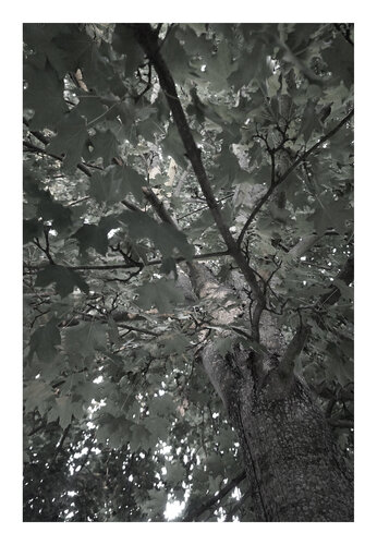 Blick in die Krone V, schwarzweiß, Urheberrecht Katharina Kretschmer, Bitte geben Sie die Größe an, die Sie für den Druck wünschen, danach richtet sich dann der endgültige Preis di Katharina Kretschmer, Fotografia in vendita su Singulart