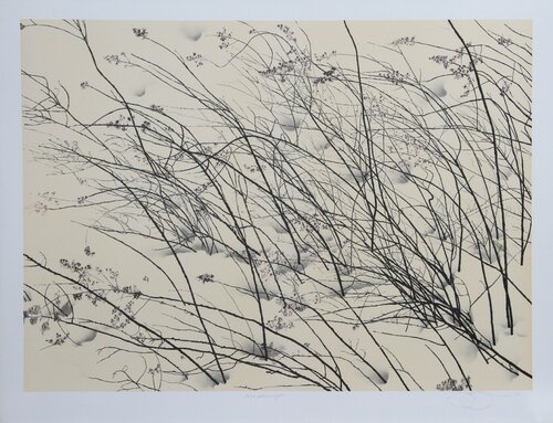 Windswept by Jon D'Orazio, Print for Sale on Singulart