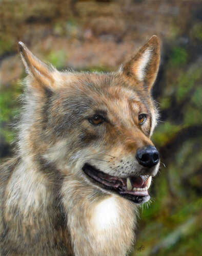 Wolf van Maria Arias, Schilderij te koop op Singulart