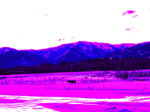 Snake River w Moose, WY von Peter Sahlman, Fotografie kaufen auf Singulart