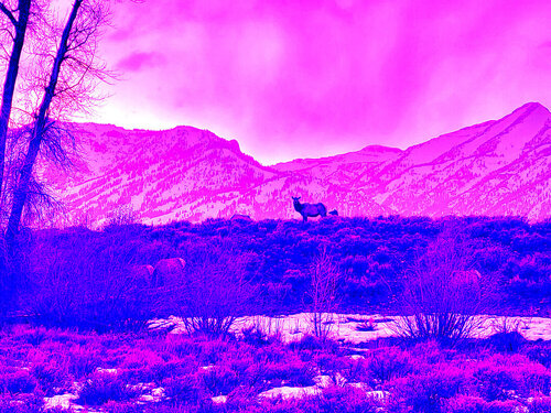 Elk Migrating out of the National Elk Refuge I von Peter Sahlman, Fotografie kaufen auf Singulart