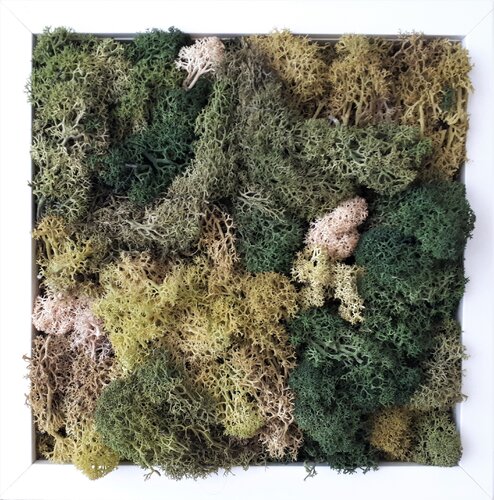 moss_9 by Martina Hartusch, Painting for Sale on Singulart