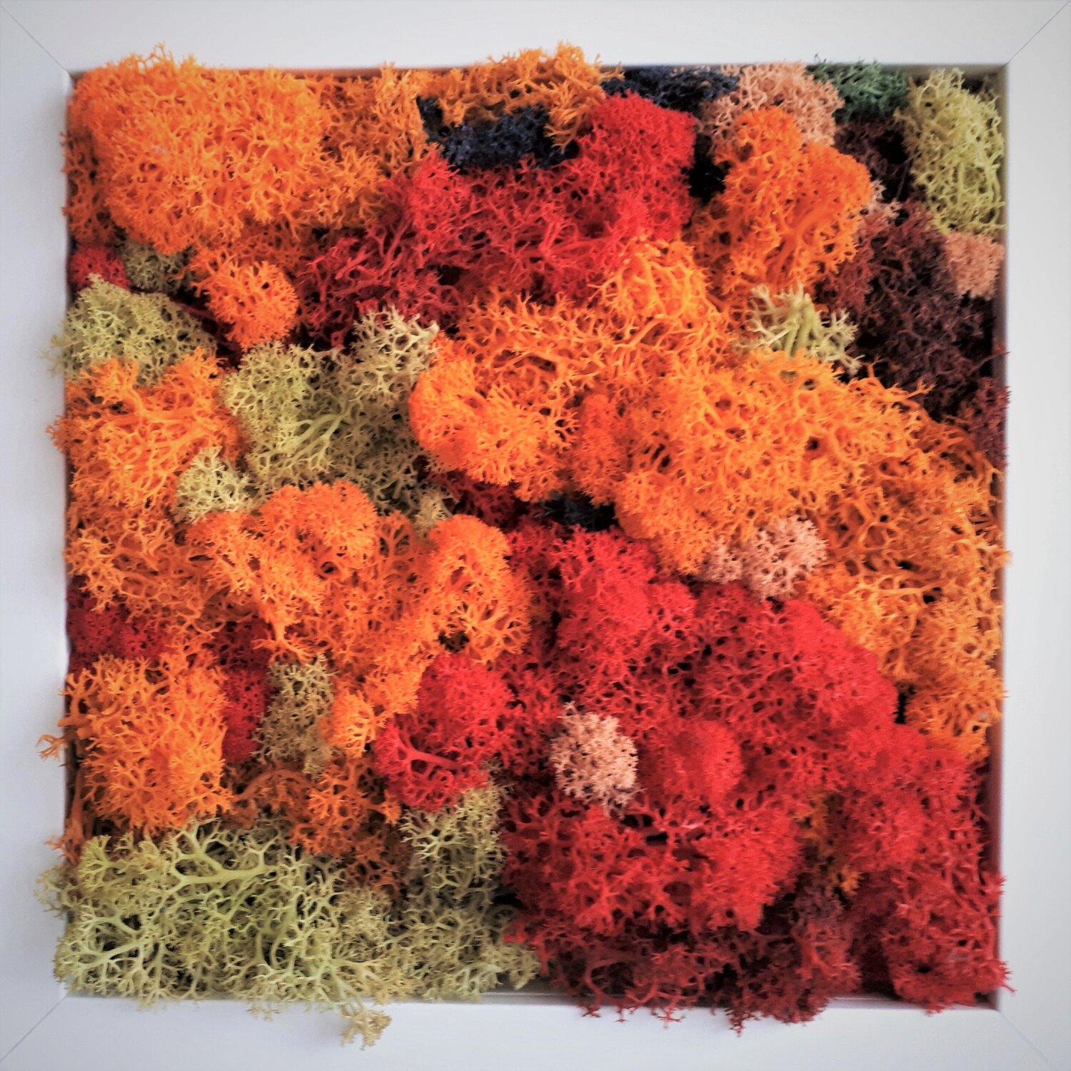 moss_2 Martina Hartusch