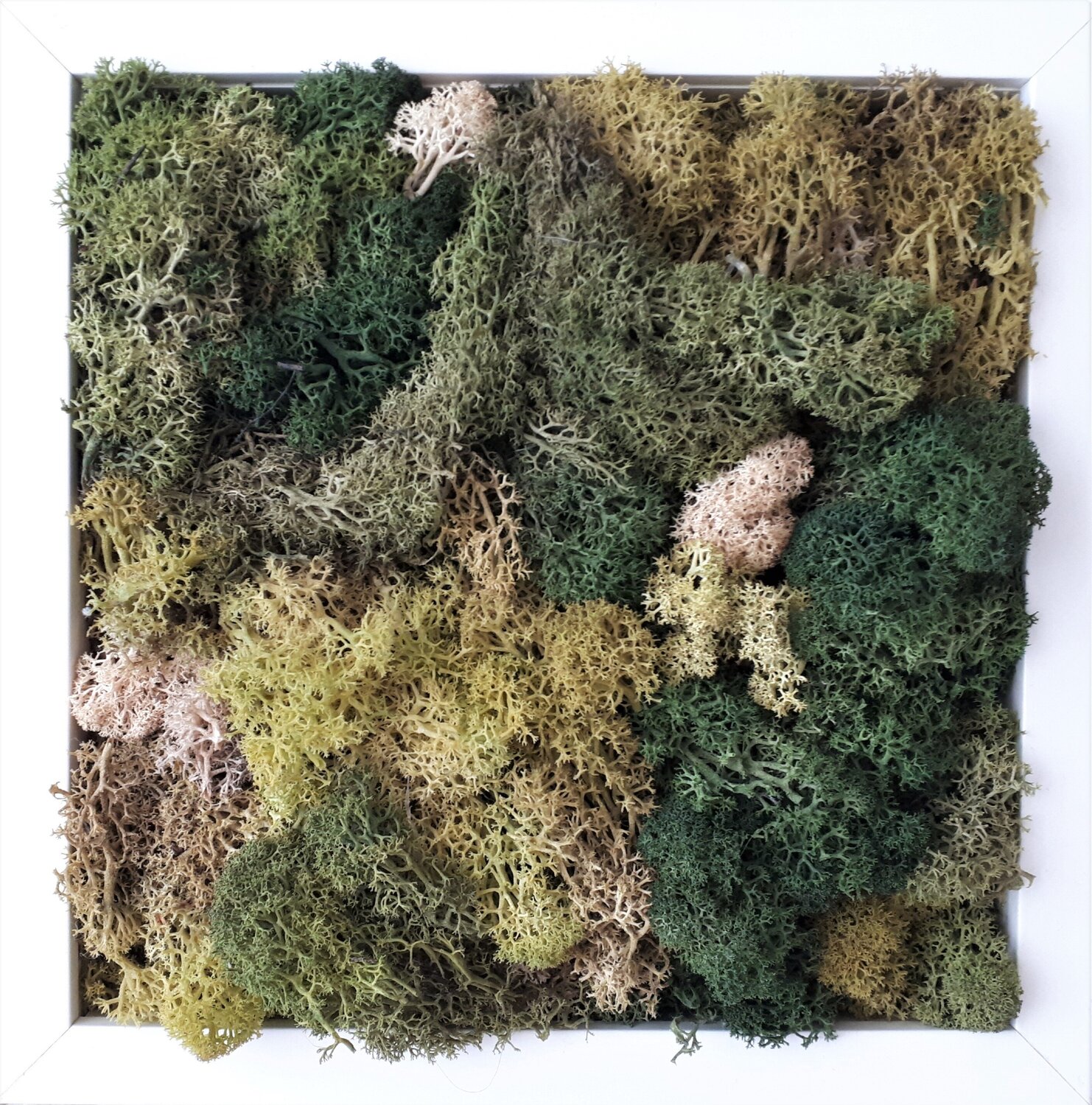 moss_9 Martina Hartusch