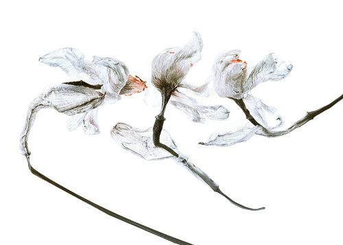 Calligrapy, 18 di Yuri Brodsky, Fotografia in vendita su Singulart