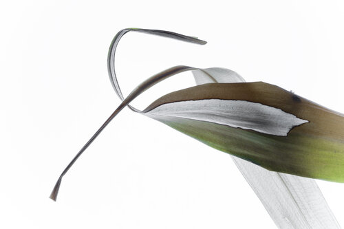 Calligraphy, 4 von Yuri Brodsky, Fotografie kaufen auf Singulart