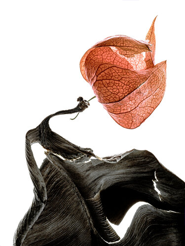 Calligraphy, 33 von Yuri Brodsky, Fotografie kaufen auf Singulart