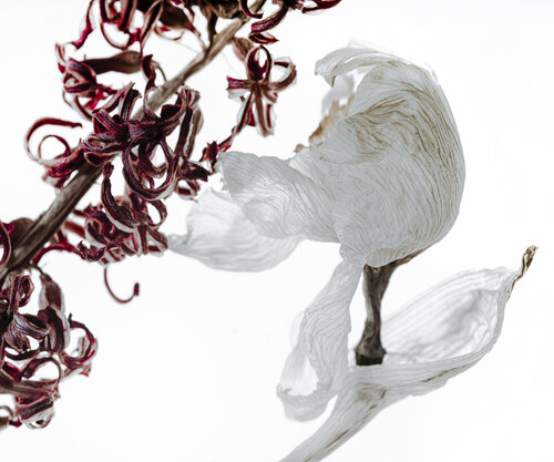 Calligrapy, 15 by Yuri Brodsky, Photography for Sale on Singulart