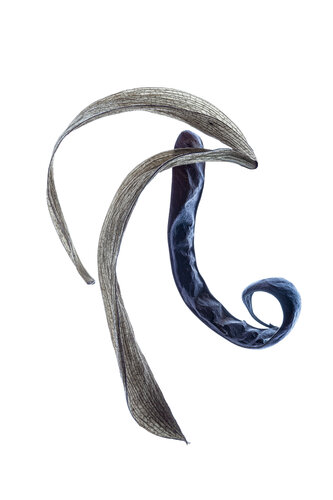 "Calligraphy", 47 von Yuri Brodsky, Fotografie kaufen auf Singulart