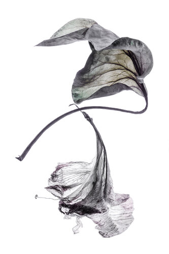 "Calligraphy", 59 par Yuri Brodsky, Photographie en vente sur Singulart