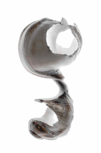 Calligraphy, 80 par Yuri Brodsky, Photographie en vente sur Singulart