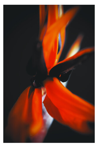 Herbarium. 2008. 2 di Yuri Brodsky, Fotografia in vendita su Singulart