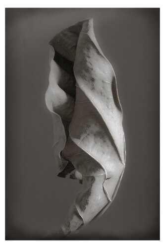 Herbarium. 2008. 3 von Yuri Brodsky, Fotografie kaufen auf Singulart