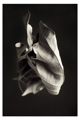 Herbarium. 2008. 4 von Yuri Brodsky, Fotografie kaufen auf Singulart