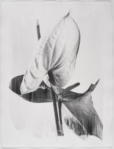 Herbarium . 2004. 1 von Yuri Brodsky, Fotografie kaufen auf Singulart