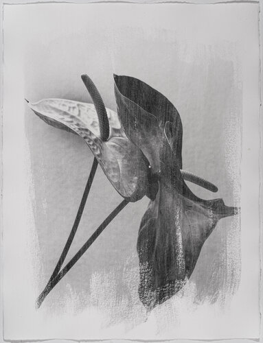 Herbarium . 2004. 5 di Yuri Brodsky, Fotografia in vendita su Singulart