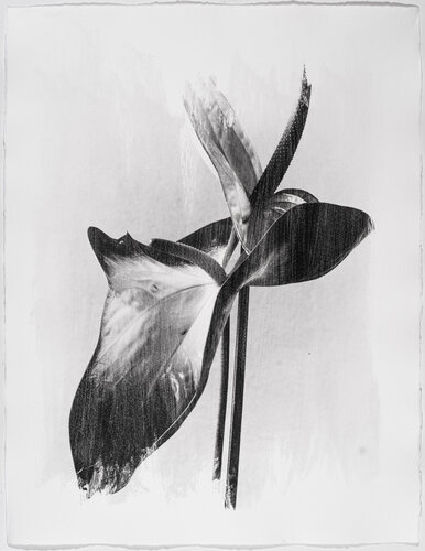 Herbarium . 2004. 4 von Yuri Brodsky, Fotografie kaufen auf Singulart