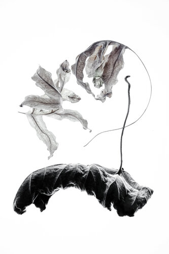 "Calligraphy", 16 par Yuri Brodsky, Photographie en vente sur Singulart