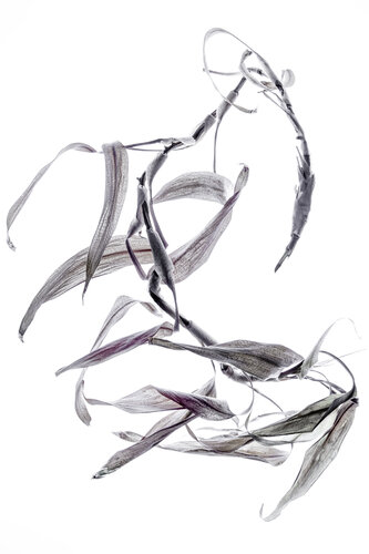 "Calligraphy", 21 van Yuri Brodsky, Fotografie te koop op Singulart