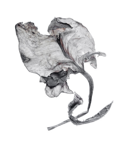 Calligraphy, 25 par Yuri Brodsky, Photographie en vente sur Singulart