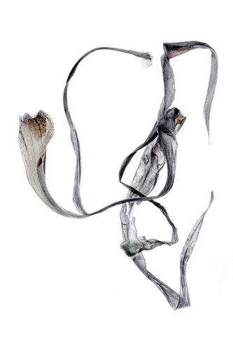 Calligraphy, 26 par Yuri Brodsky, Photographie en vente sur Singulart