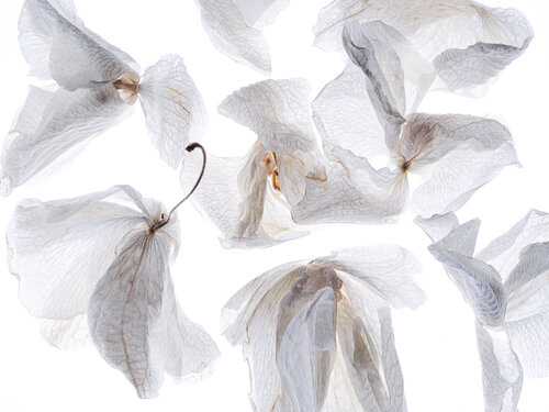 Calligraphy, 104 di Yuri Brodsky, Fotografia in vendita su Singulart