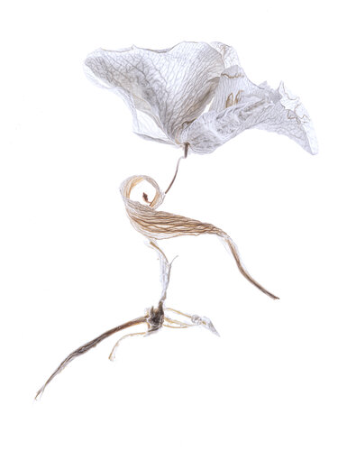 Calligraphy, 106 par Yuri Brodsky, Photographie en vente sur Singulart