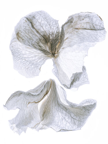 Calligraphy, 107 par Yuri Brodsky, Photographie en vente sur Singulart