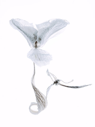 Calligraphy, 108 par Yuri Brodsky, Photographie en vente sur Singulart