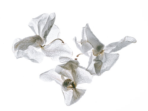 Calligraphy, 103 par Yuri Brodsky, Photographie en vente sur Singulart