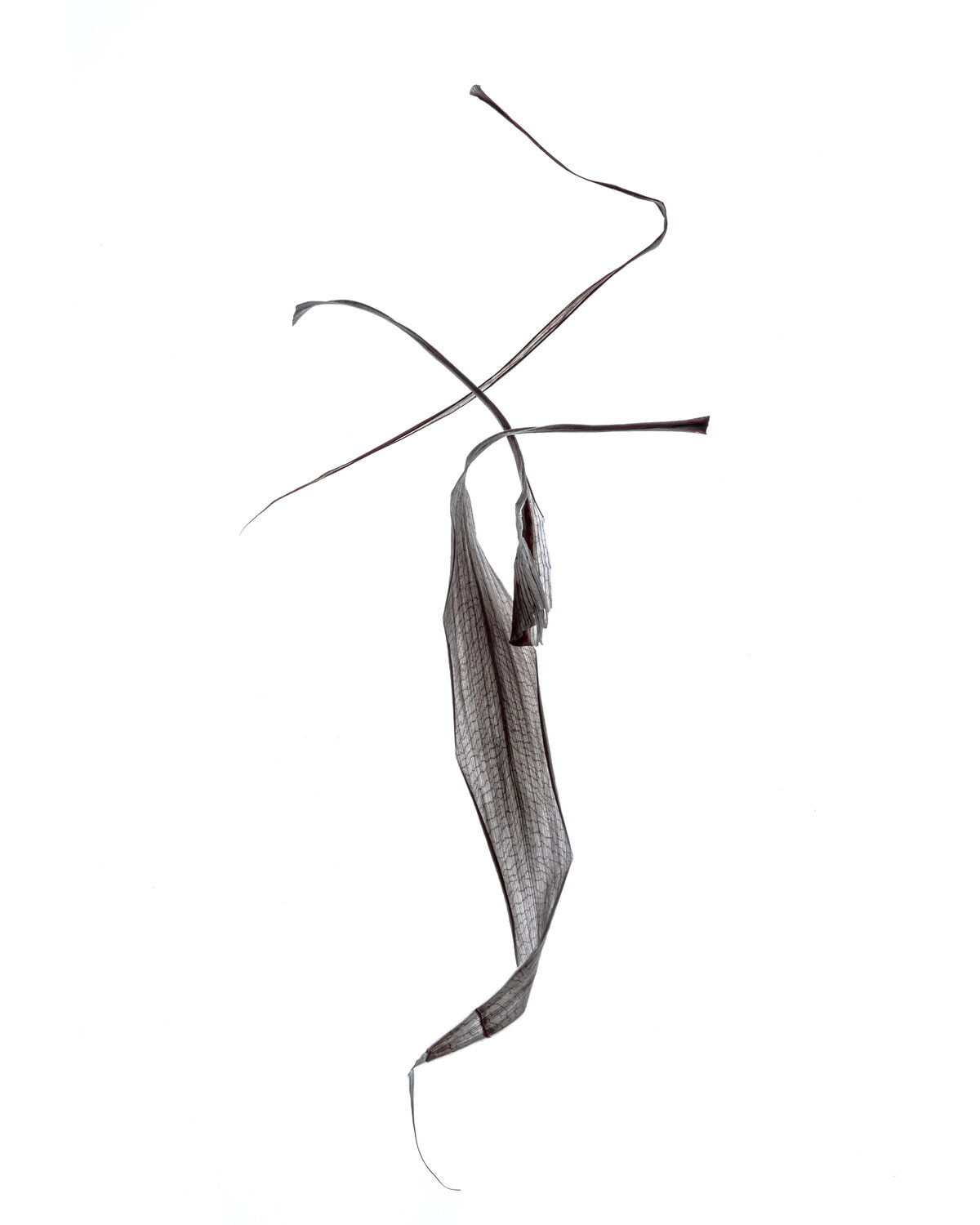 "Calligraphy", 14 Yuri Brodsky