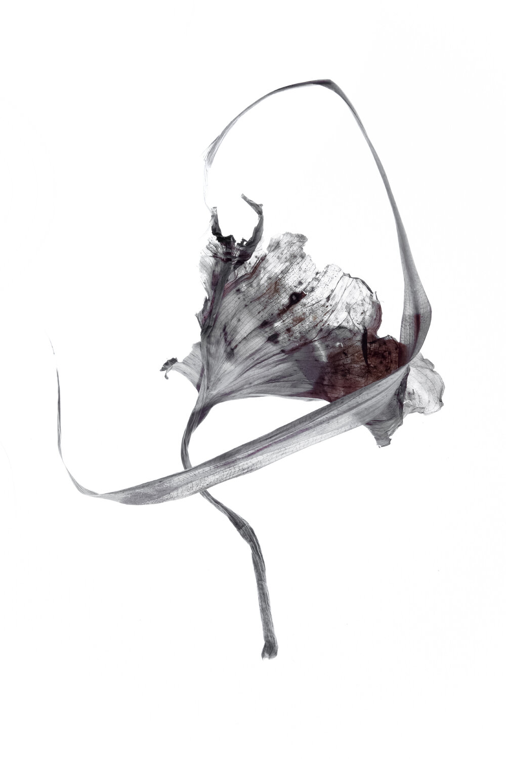 Calligraphy, 18 Yuri Brodsky